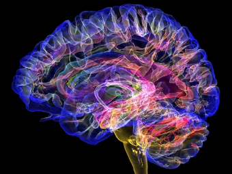 色逼逼逼区大脑植入物有助于严重头部损伤恢复